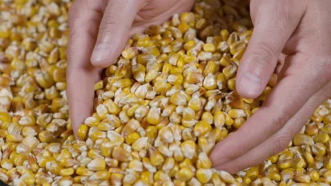 Slow Motion Dried Corn Grains Falling on Hands Farmer Texture Background Close Stock Footage 221744383