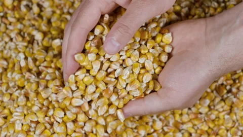 Slow Motion Dried Corn Grains Falling on Hands Farmer Texture Background Cl.. Stock Footage 318467400