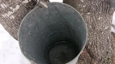 Slow Motion Drip of Sap from Sugar Maple Tree in Nova Scotia Stock Footage 36443867