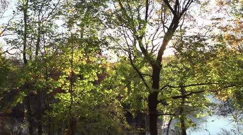 Slow Motion Driving Past Forest at Sunset HD Video Stock Footage 24632321