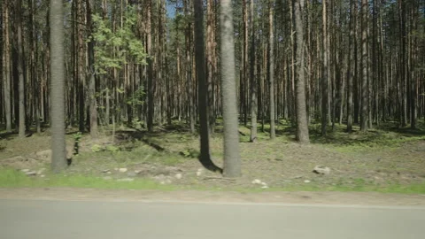 Slow motion driving plate through green pine forest on a sunny summer day Vidéo 157689554