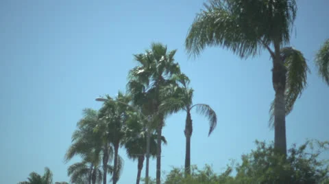 Slow Motion Driving POV of Palm Trees HD Video Stock-Footage 24631883