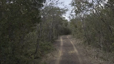 Slow Motion Driving Shot Through Caatinga Vegetation in Serra da Capivara Park Stock Footage 321904511