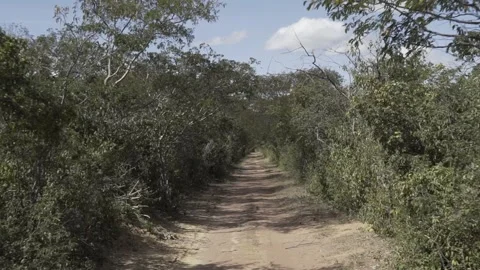 Slow Motion Driving Shot Through Caatinga Vegetation in Serra da Capivara Park Stock Footage 321904533