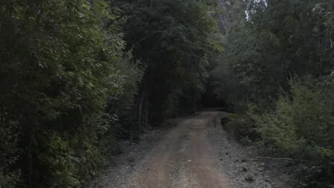 Slow Motion Driving Shot Through Caatinga Vegetation in Serra da Capivara Park Stock Footage 321904543