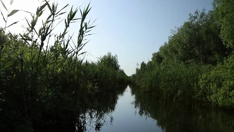 Slow Motion Driving Through Narrow Canal Surrounded By Lush Foliage Bird Flies Vídeo Stock 125170340