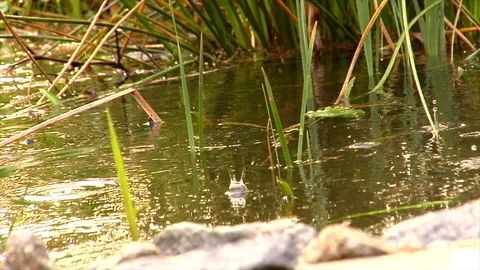 Slow Motion Drizzle On a Pond Stock Footage 105066845