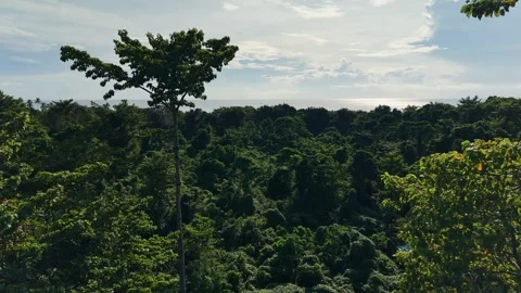 Slow Motion Drone Flight Past Towering Dead Tree Above Rainforest Palawana Stock Footage 326836715