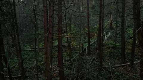 Slow-Motion Drone Fly Through Dark Forest Lens Flare Stock Footage 143012969