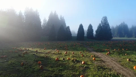 Slow Motion Drone Flyover Autumn Harvest Orange Pumpkin Patch in Morning Ligh Stockbeeldmateriaal 93529231