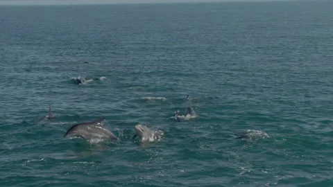 Slow motion drone footage of a pod of dolphins jumping out of the water Stock Footage 132423242