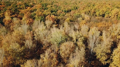 Slow motion of drone moving above the tops of trees of diffferent colors. Stock Footage 105958012
