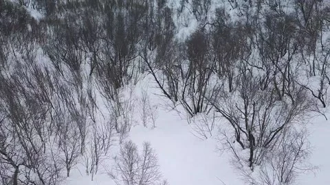 Slow motion. Drone shooting. Top view of the trees standing in the snow.. Stock Footage 166092650