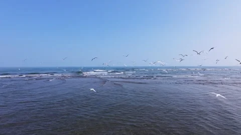 A slow-motion drone shot of flocks of birds at the beach in Al-Suwaiq Wilaya Stock Footage 338240088