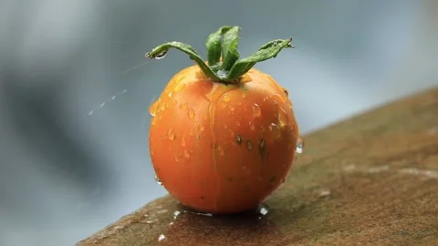 Slow motion, the drop falls down on yellow tomato Stock Footage 204925907