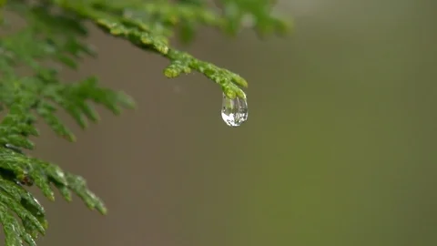 Slow motion of a drop of water falling from a branch. Stock Footage 103722054