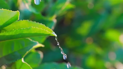 Slow motion drop of water flows down green tea leaf. On tea plantation and Leaf Stockbeeldmateriaal 157759730