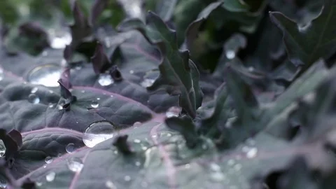 Slow Motion Droplets Stock Footage 124042154