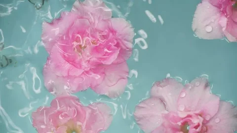 Slow motion drops and beautiful rose pink flowers in water over blue background Stock Footage 144184700
