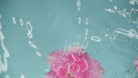Slow motion drops and beautiful rose pink flowers in water over blue background Stock Footage 145246006