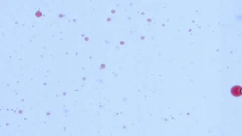 Slow motion drops of pink liquid in colorless liquid Stock Footage 132177276