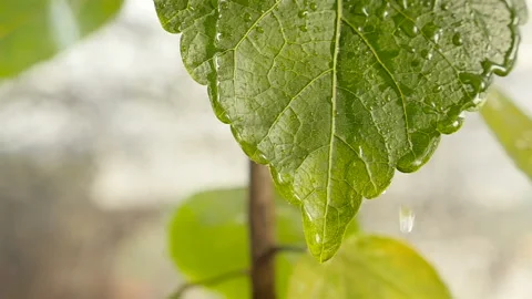 Slow motion. Drops of rain fall on a green leaf. Close-up Stock Footage 127697071