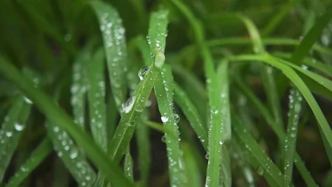 Slow motion. Drops of rain on the grass Stock Footage 76118487