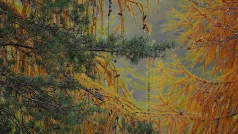 Slow motion of drops of water falling down from the tree branches Stock Footage 129557977