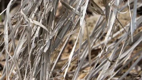 The slow motion of dry coconut leaves in the wind Stock Footage 157522165