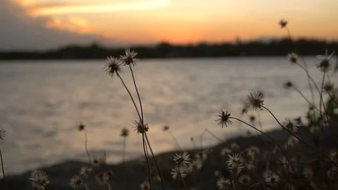 Slow motion dry grass flower blowing in  wind at sunset scene and lake with c Stock-Footage 103689673