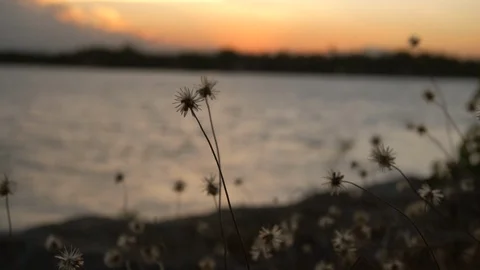 Slow motion dry grass flower blowing in  wind at sunset scene and lake with c Stock-Footage 103689872