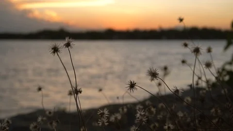 Slow motion dry grass flower blowing in  wind at sunset scene and lake with c Video stock 103690103