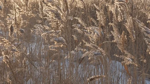 Slow motion dry grass sways in the wind in the sun in winter. Beige reed Stock Footage 121784248