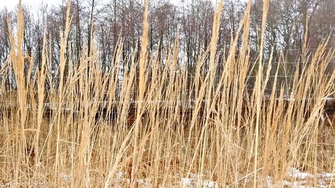 Slow motion of dry grass where it is snowing. Stock Footage 102258379