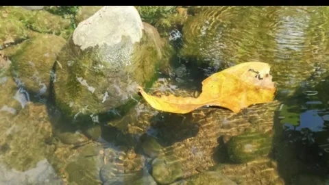 Slow motion of dry leaves drifting in a clear river Stock Footage 321322849