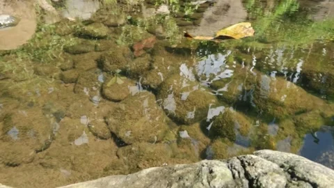 Slow motion of dry leaves drifting in a clear river Stock Footage 321322988
