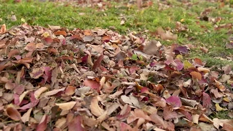 Slow motion.  Dry leaves fall  and swirl  to the ground. Stock Footage 141490587