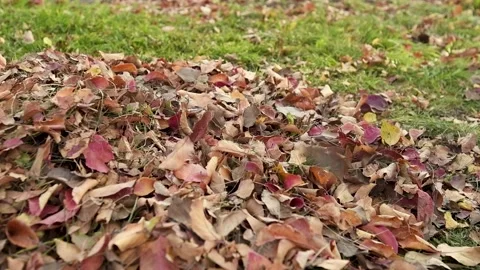 Slow motion.  Dry leaves fall  and swirl  to the ground. Stock Footage 141561499