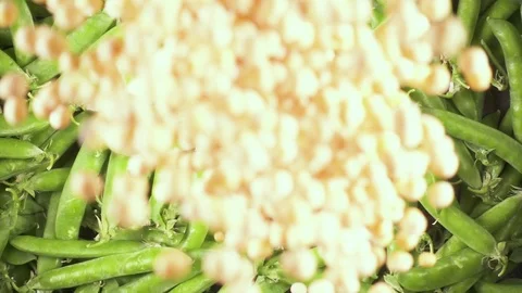 Slow motion dry peas fall down on pea pods Stock Footage 90488167
