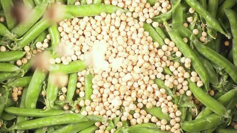 Slow motion dry peas fall down on pea pods Stock Footage 90488231
