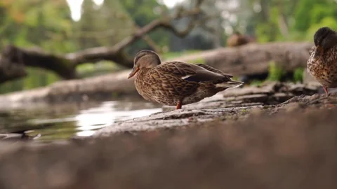 Slow-motion Duck approaches another duck by the water, then takes off Stock Footage 74297139