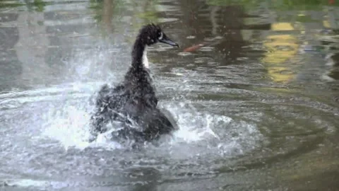Slow motion of a duck bathing in a pond Stock Footage 297713271