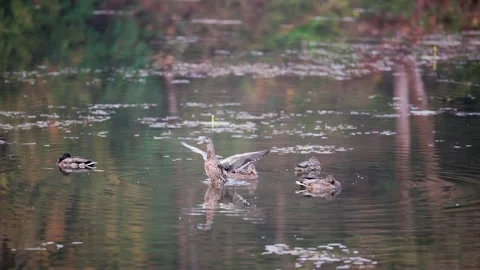 Slow motion of duck drying flapping wings Stock Footage 219433725