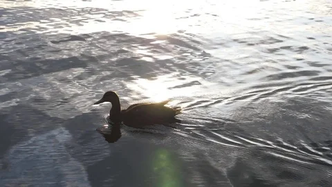 Slow motion duck in motion, swimming and lit by sunset on golden lake. Stock Footage