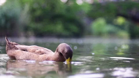 Slow Motion Duck Pond Stock Footage 167774403