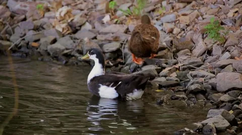 Slow motion. Duck preening its feathers on the rocks near the water Stock Footage 41424512