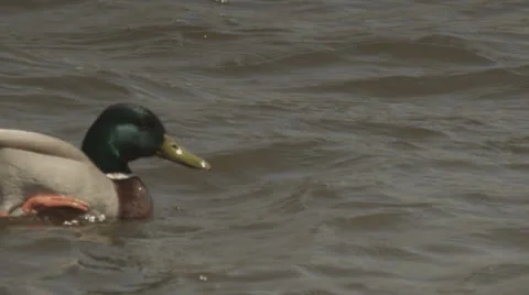 Slow Motion Duck Scratching Itself Stock Footage 23671621