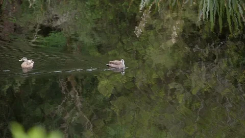 Slow motion ducks floating on reflective lake surrounded by green trees Stock Footage 86535409