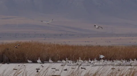 Slow motion - ducks fly past geese to land in marsh below mountain Stock Footage 68085678
