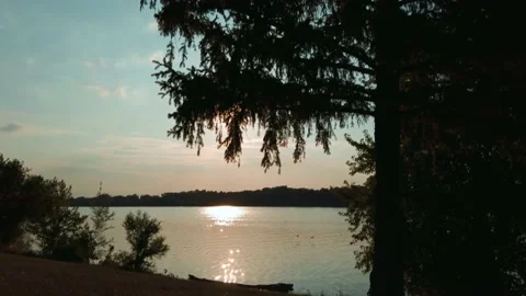 Slow motion of ducks flying over lake with pine tree, evening Stock Footage 134950248